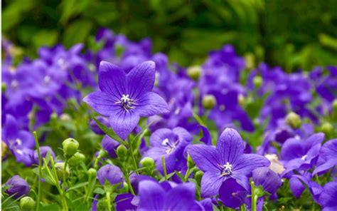 桔梗 風水|桔梗（キキョウ）の花言葉や由来｜色別（紫色・青色 